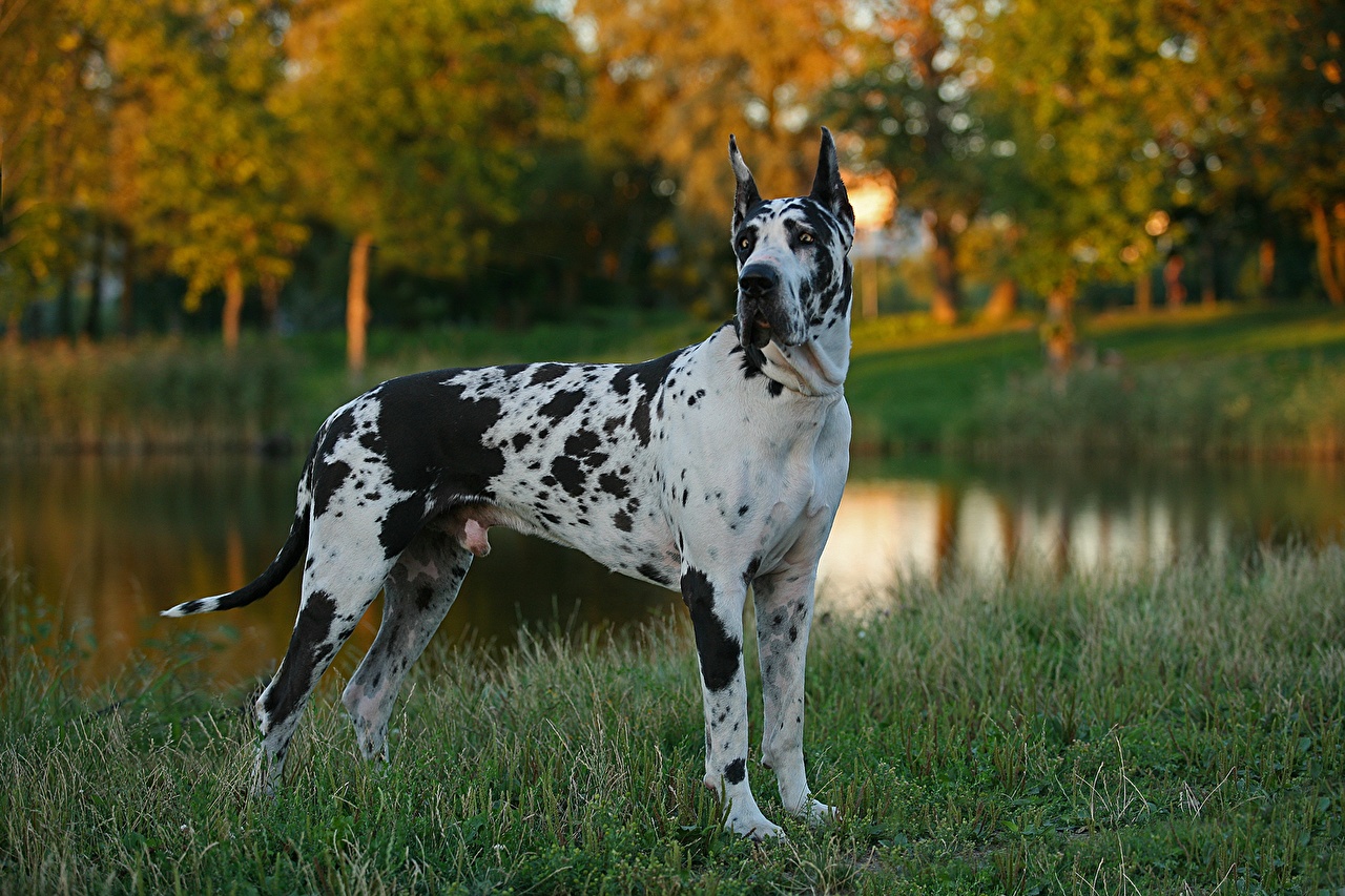 Pictures Dogs Autumn Pond Great Dane Grass - Great Dane Hd , HD Wallpaper & Backgrounds