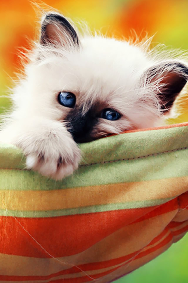Kitten In A Hammock Iphone 4s Wallpaper - Kittens Hammocks , HD Wallpaper & Backgrounds