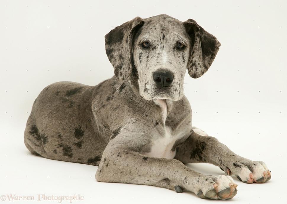 Awesome Great Dane Dog Best Desktop Images Wallpaper - Grey Harlequin Great Dane Puppy , HD Wallpaper & Backgrounds