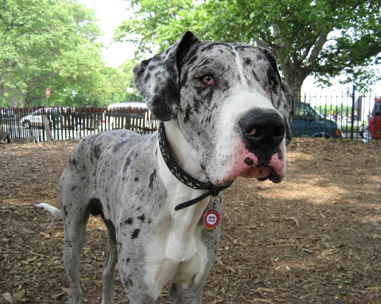 Great Dane Dog Wallpapers - High Quality Great Dane , HD Wallpaper & Backgrounds