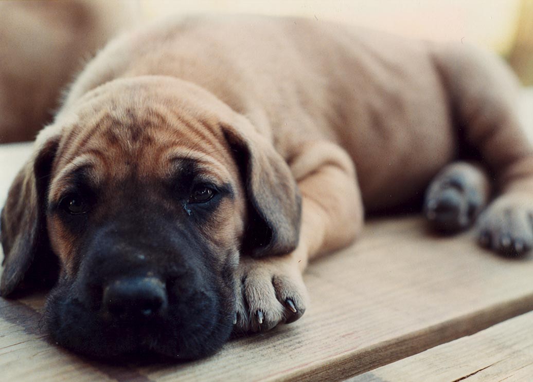 Great Dane Pup Hd Wallpaper Of Pug Dog - Puppy Great Dane Dog , HD Wallpaper & Backgrounds