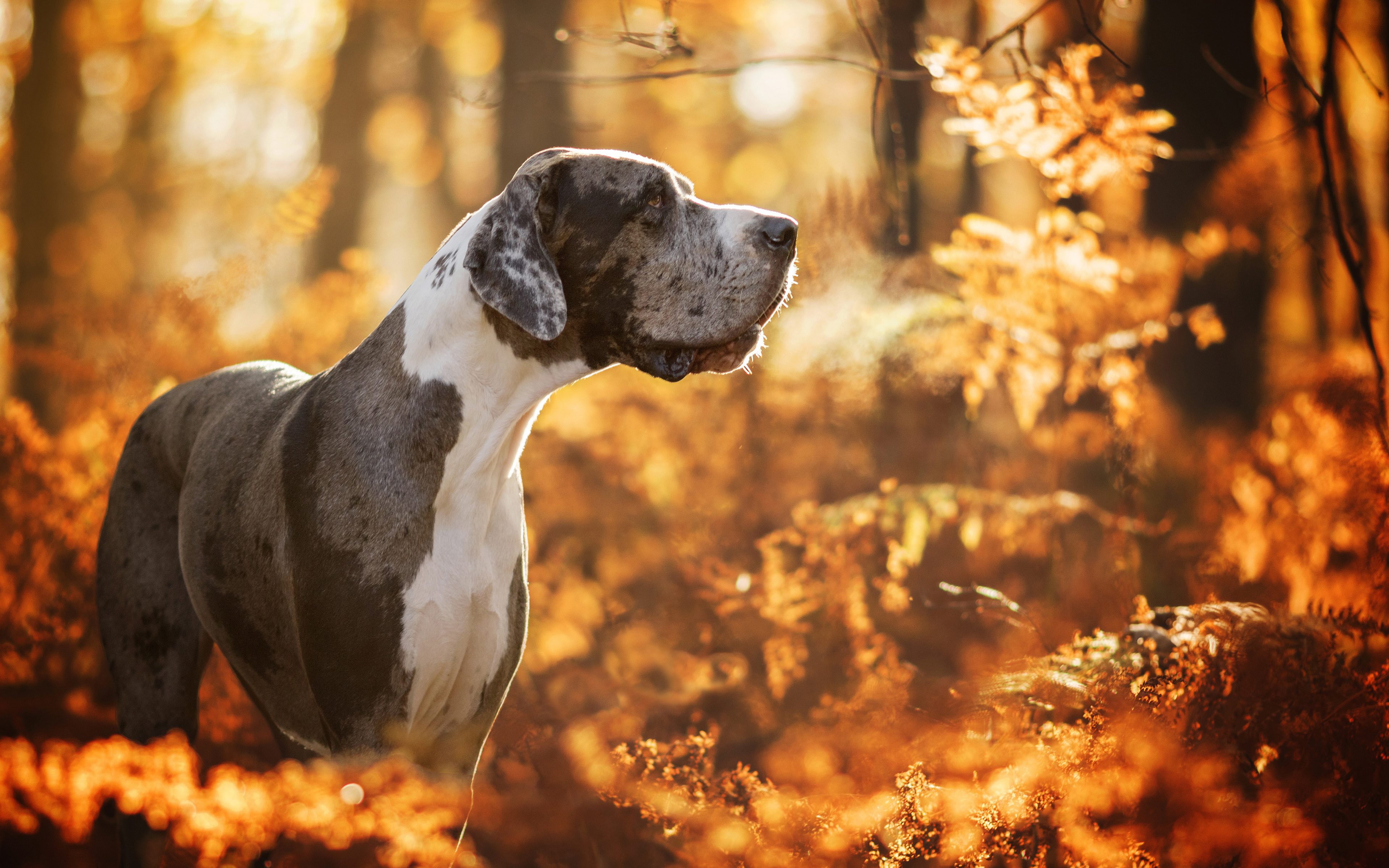 Great Dane, Autumn, Pets, Forest, Dogs, Domestic Dog, - Great Dane Wallpaper 4k , HD Wallpaper & Backgrounds
