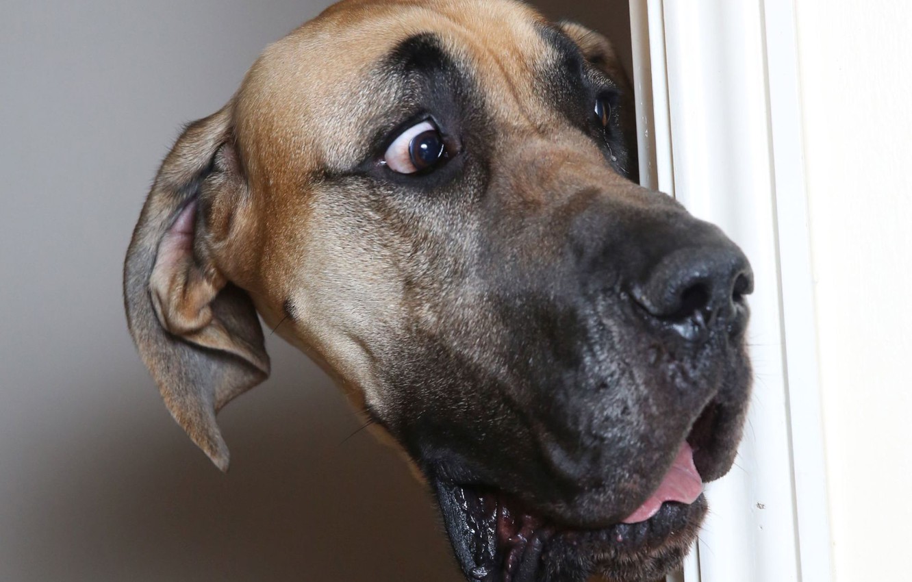 Photo Wallpaper Eyes, Face, Dog, The Door, Dog, Great - Great Dane , HD Wallpaper & Backgrounds