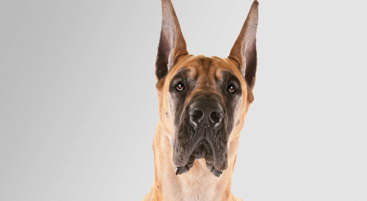 Great Dane Dog Wallpapers - Great Dane , HD Wallpaper & Backgrounds