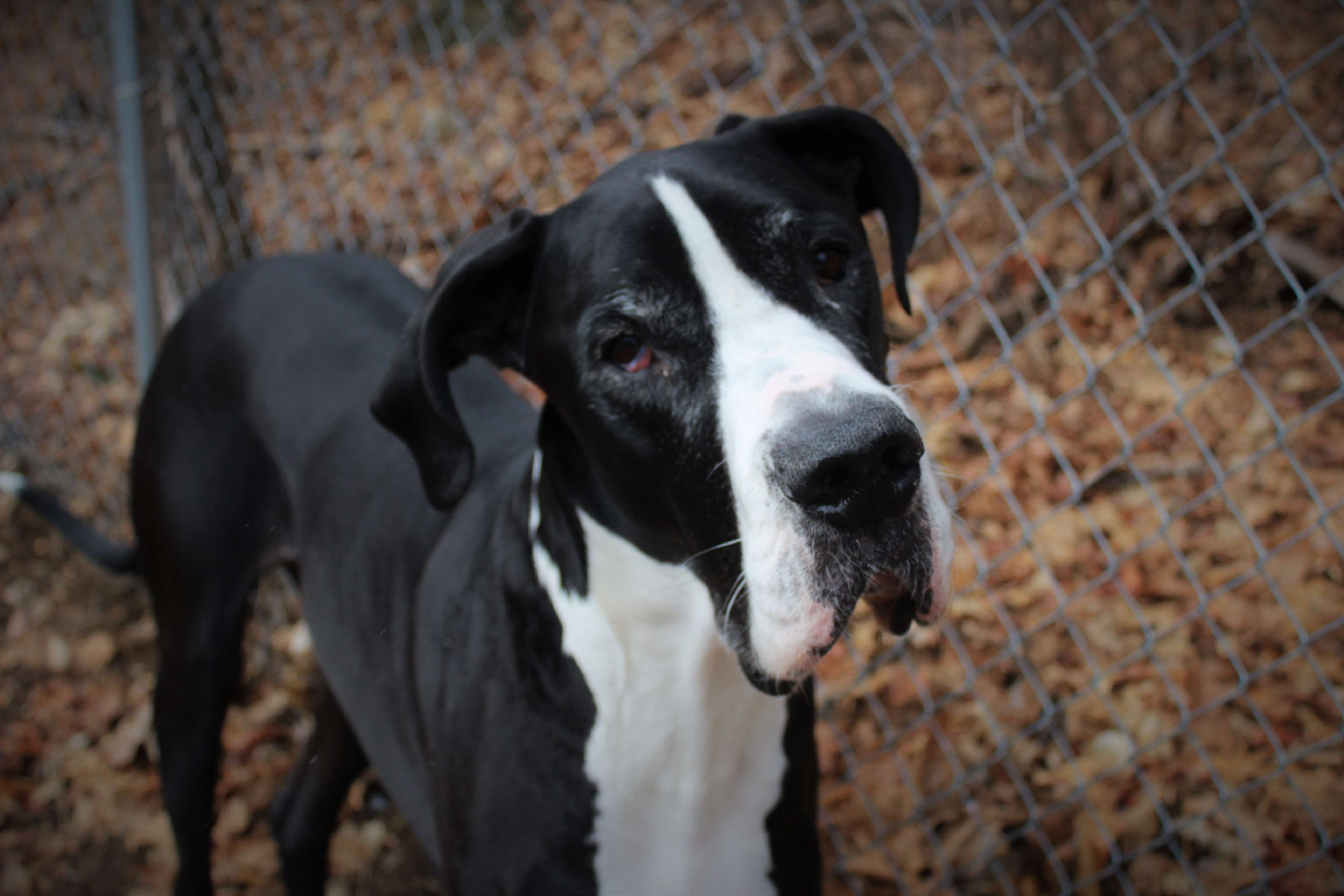 Dog, Great Dane, Sweet Face 4k Wallpaper And Background - Great Dane , HD Wallpaper & Backgrounds