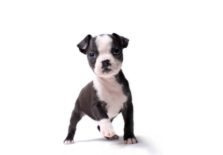 Boston Terriers Wallpapers - Boston Terrier Pups , HD Wallpaper & Backgrounds