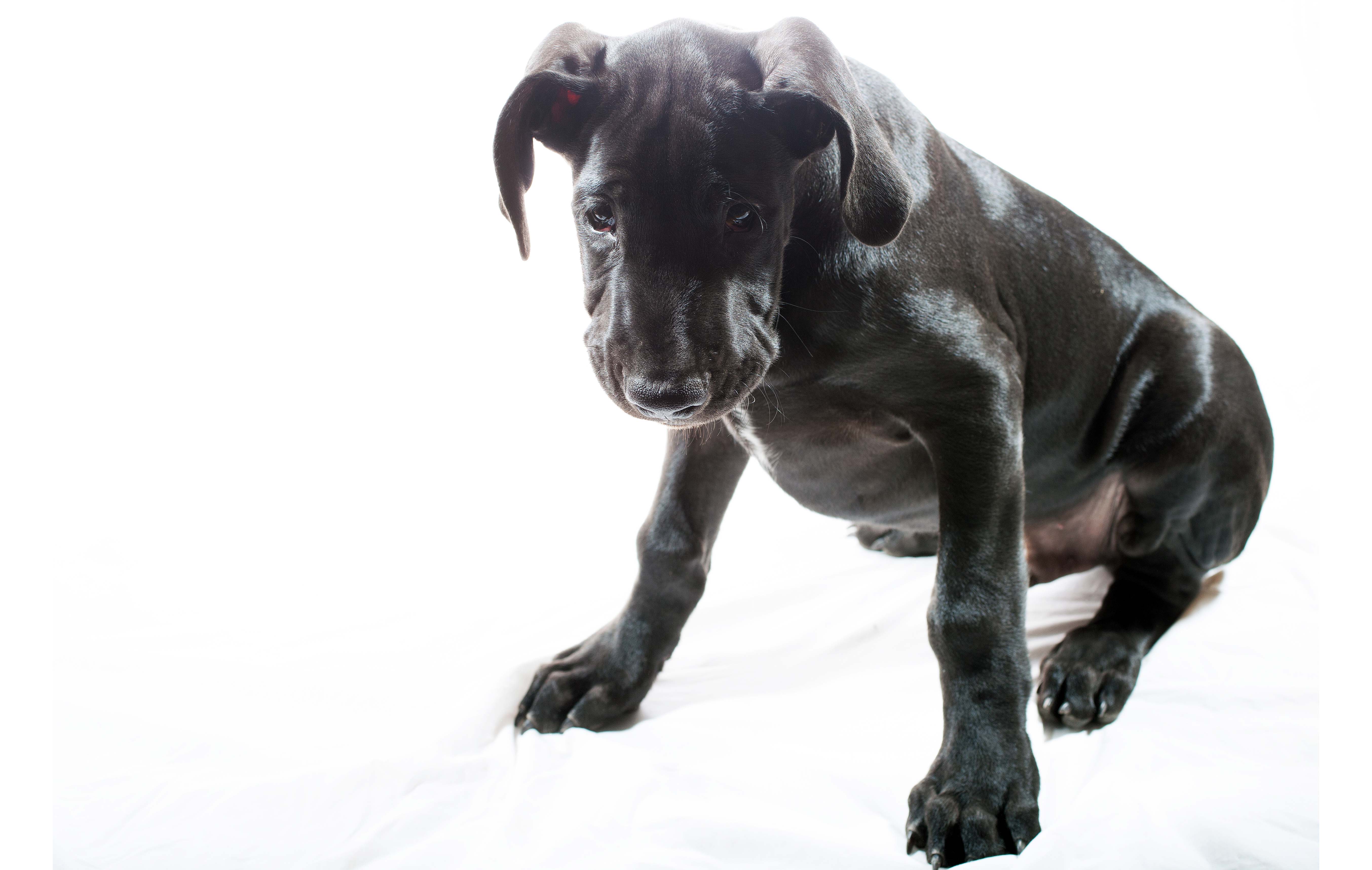 Great Dane Puppy Wallpaper - Longdog , HD Wallpaper & Backgrounds