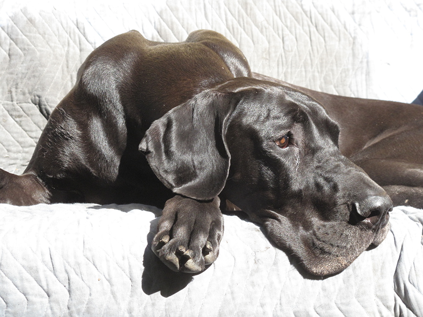 Hunting Dog , HD Wallpaper & Backgrounds