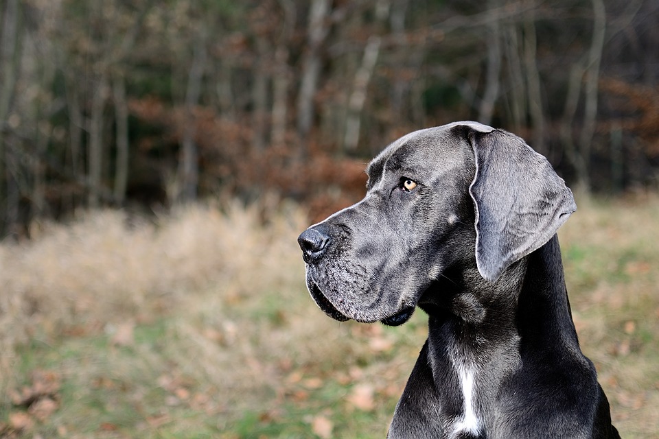 Great Dane, Portrait, Head - Great Danes , HD Wallpaper & Backgrounds