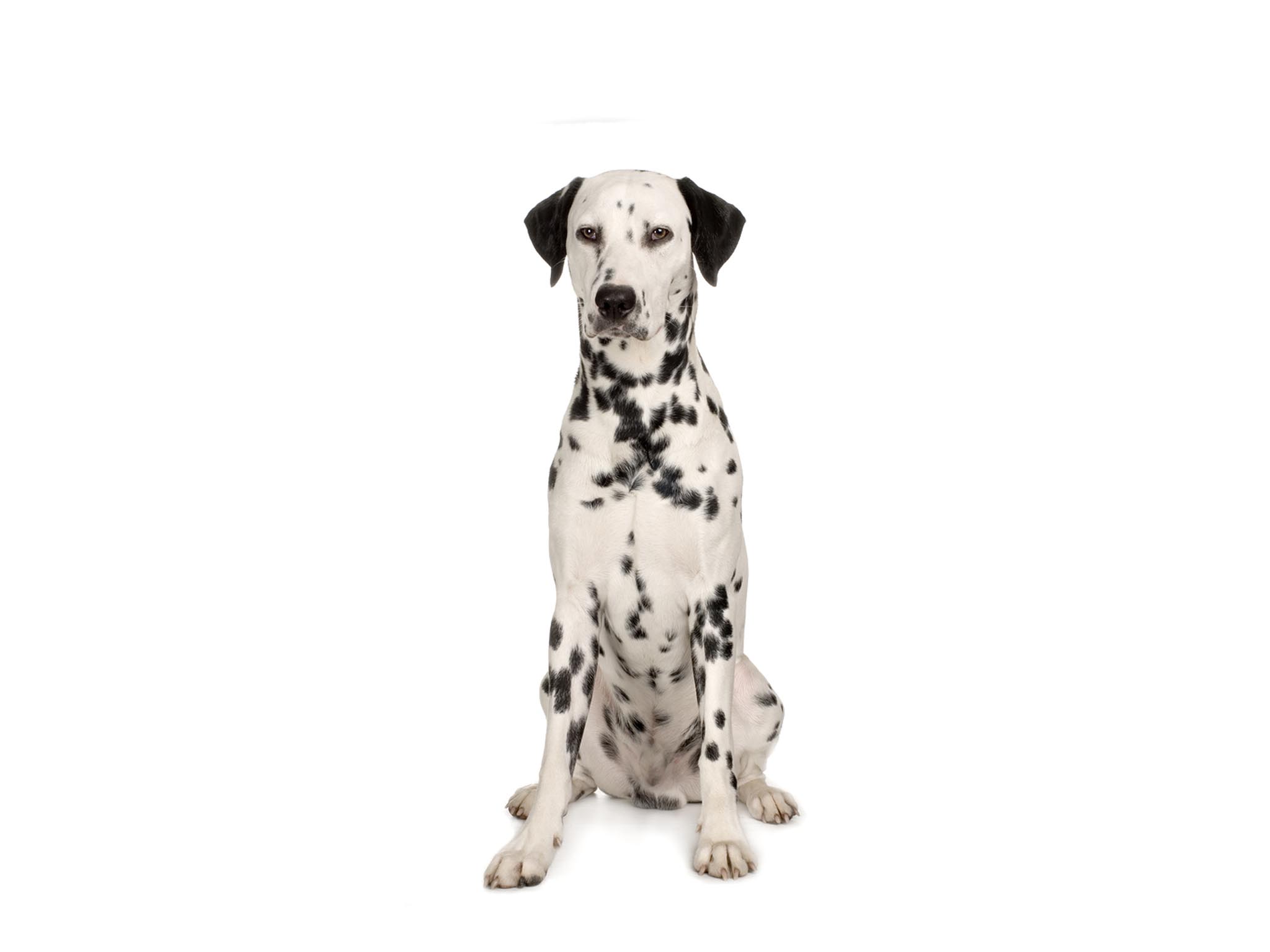 Dalmation Dog Wallpaper - Dalmatian Dog Png Transparent , HD Wallpaper & Backgrounds