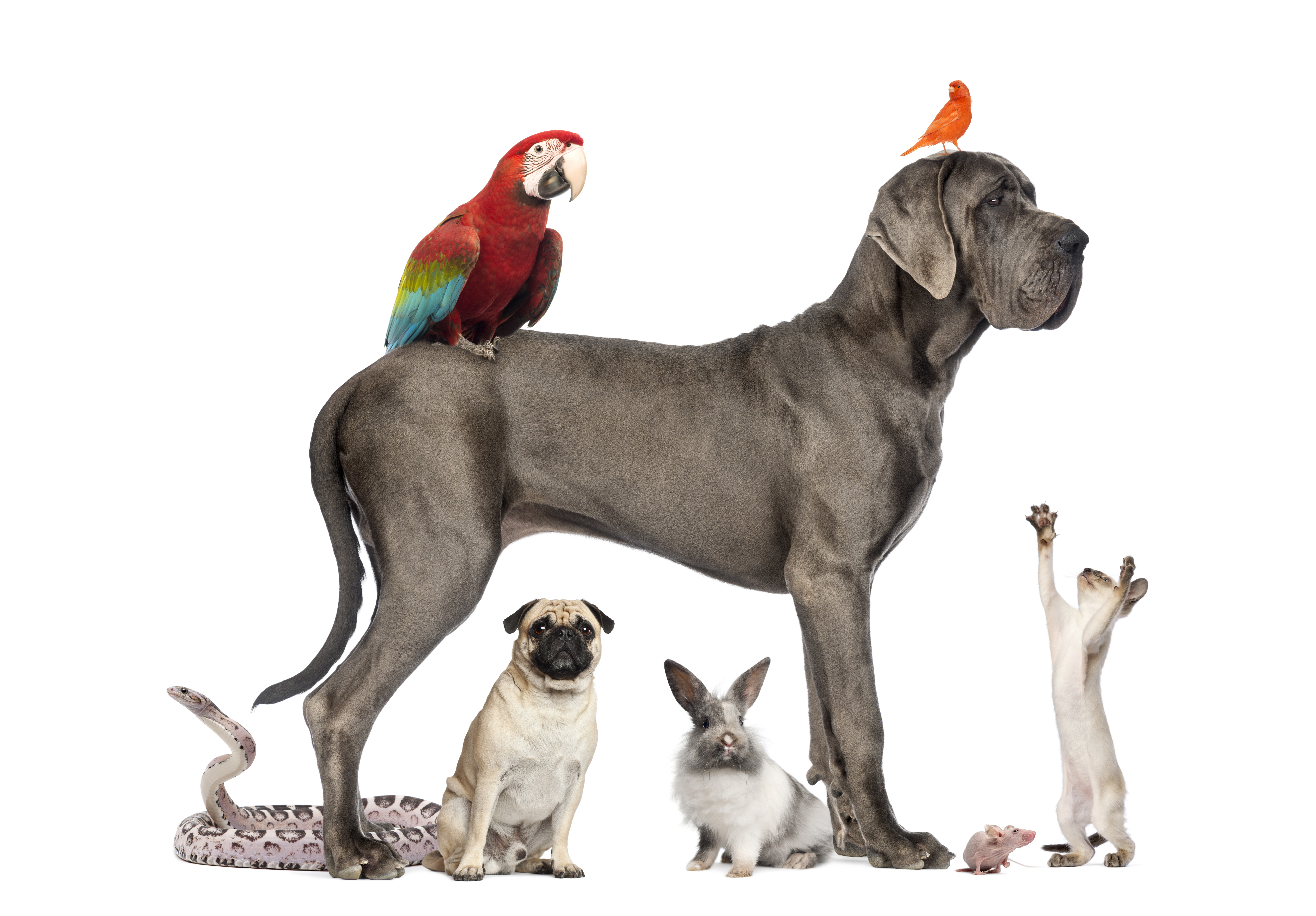 Pets 5k Retina Ultra Hd Wallpaper - Cat Dog Reptile Bird , HD Wallpaper & Backgrounds