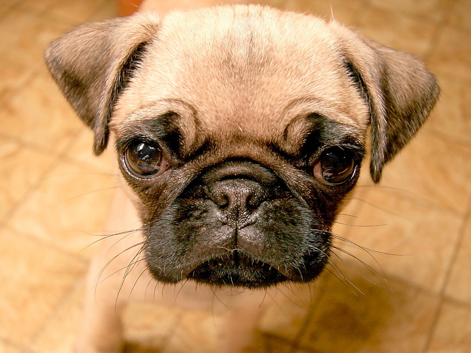 Fond D'ecran Chien Triste - Full Breed Pug Puppy , HD Wallpaper & Backgrounds