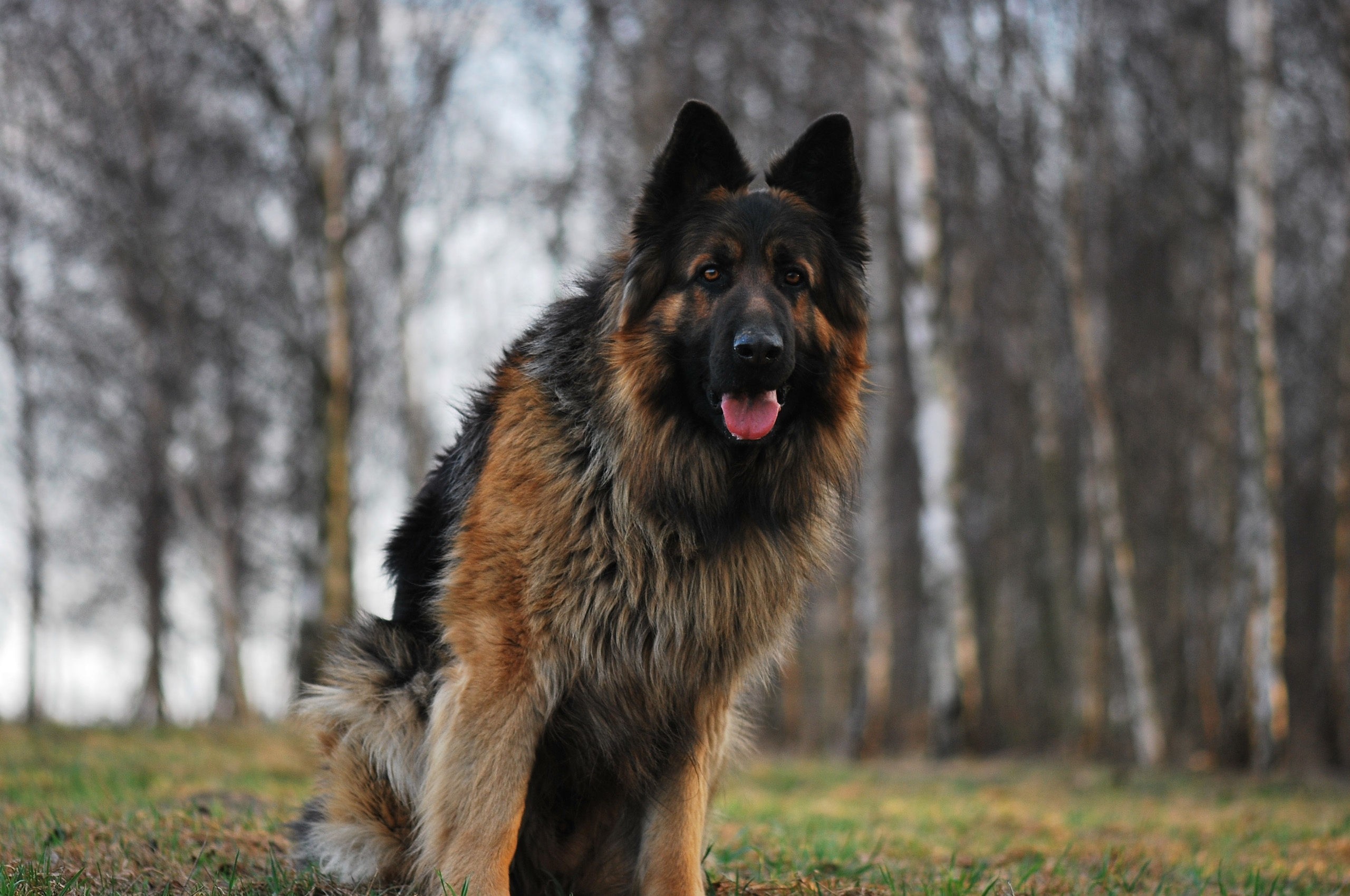 Great Dane Wallpapers Pictures Images - German Shepherd Dog Hd , HD Wallpaper & Backgrounds
