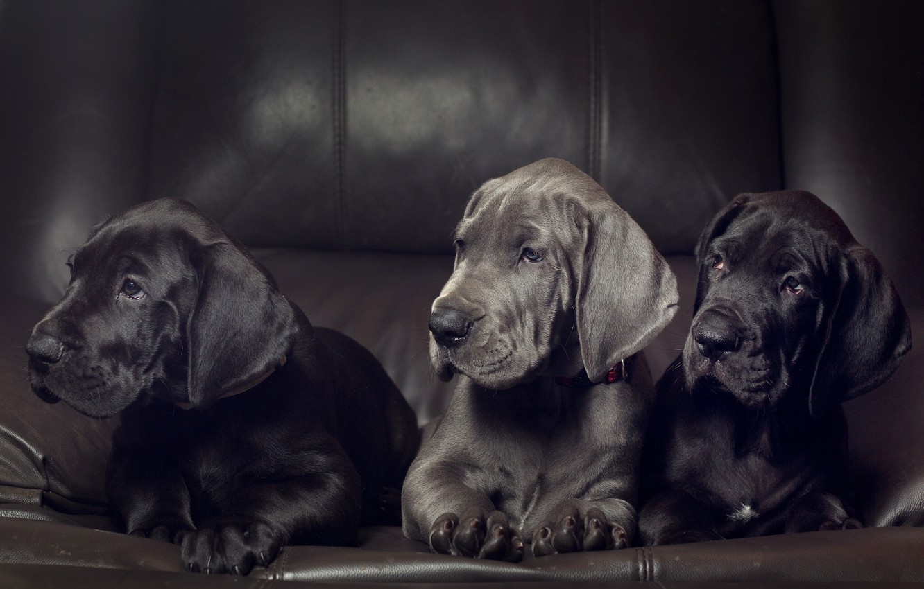 Photo Wallpaper Dogs, Puppies, Trio, Trinity, Great - Great Dane Puppies , HD Wallpaper & Backgrounds