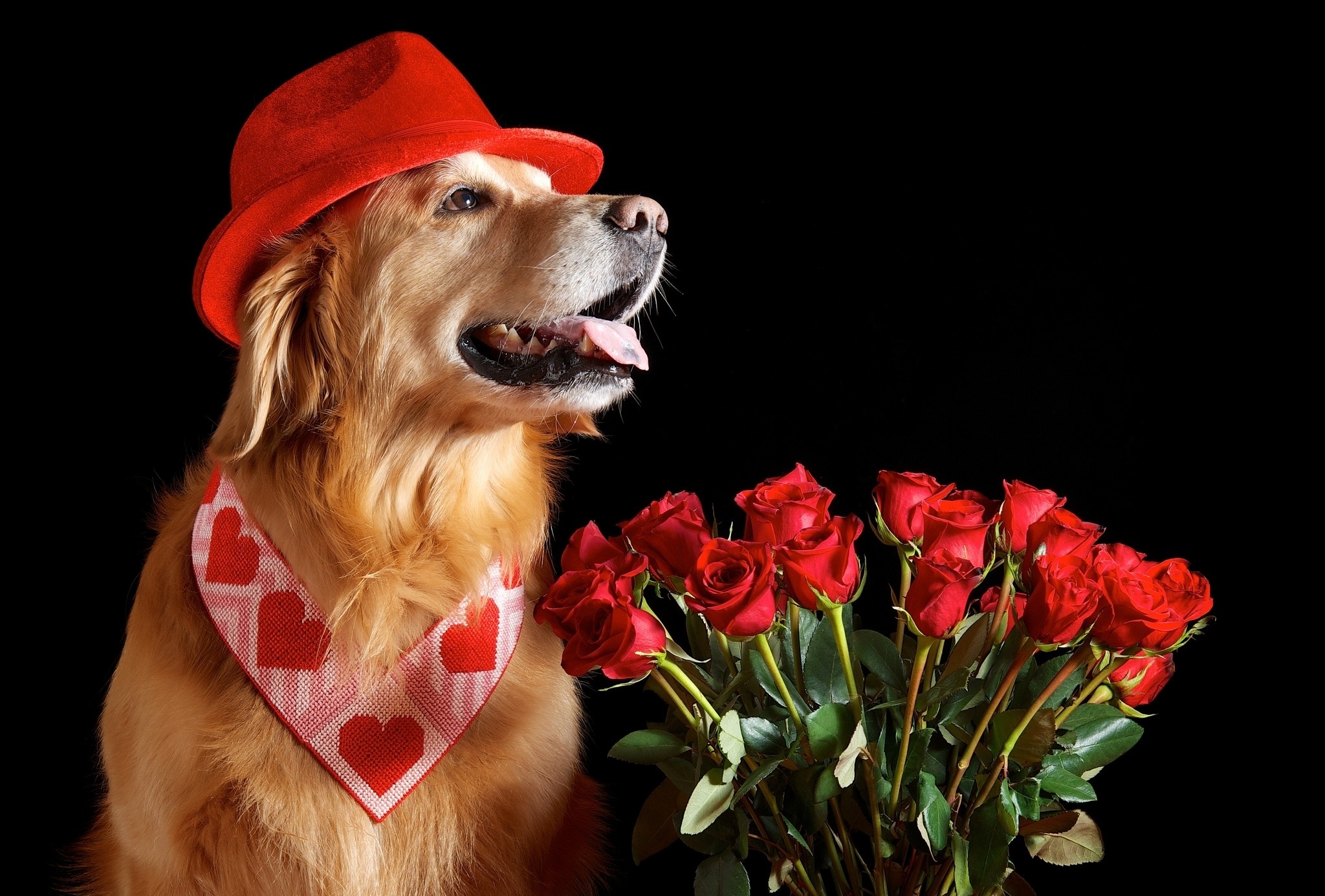 Day Valentine Rose Labrador Bouquet Flower Happy Heart - Happy Valentines Day Dogs , HD Wallpaper & Backgrounds