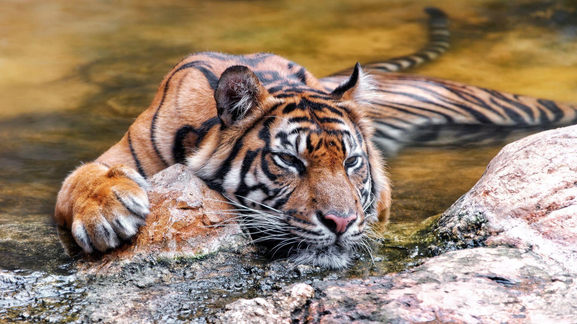 Lazy Tiger In The Pond - Lazy Tiger , HD Wallpaper & Backgrounds
