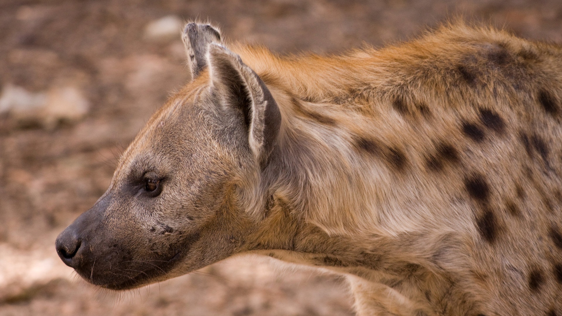 Hyena Wallpaper - Hyena Head Side View , HD Wallpaper & Backgrounds