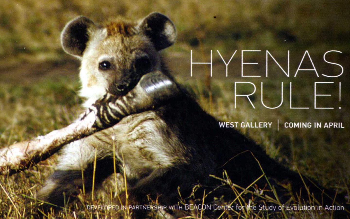 Hyena Wallpaper , HD Wallpaper & Backgrounds