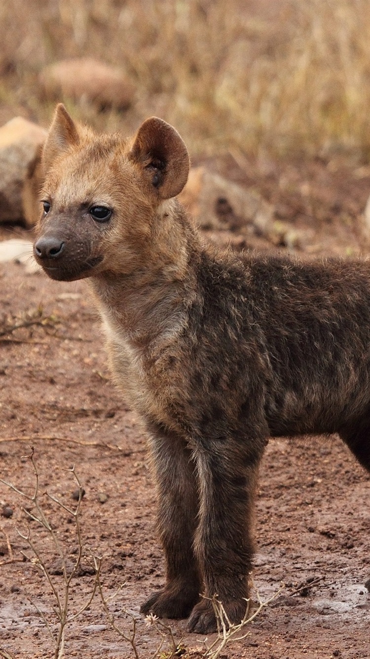 Hyenas , HD Wallpaper & Backgrounds