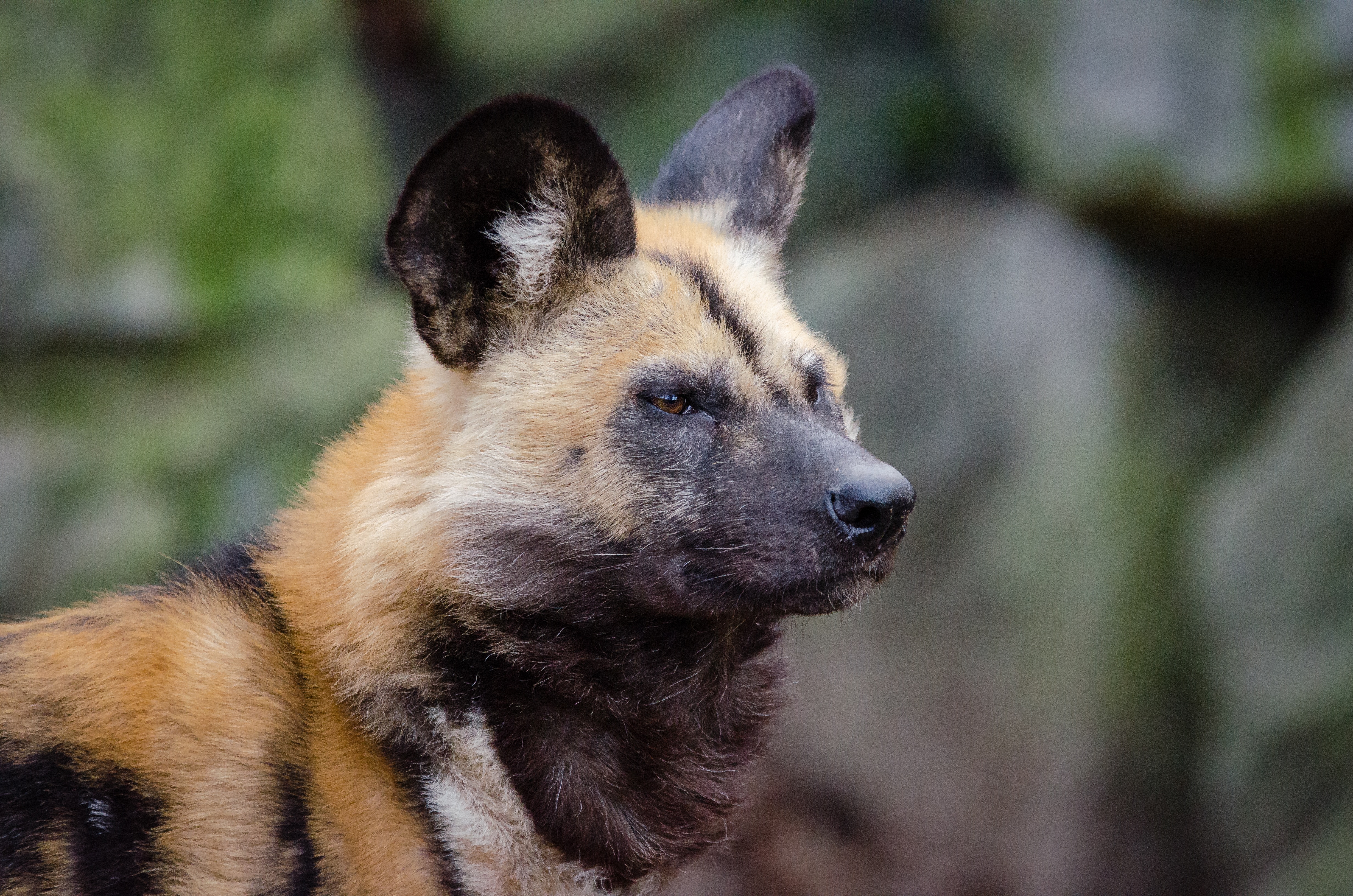 Selective Focus Photography Of Tan And Black Hyena - African Wild Dog , HD Wallpaper & Backgrounds