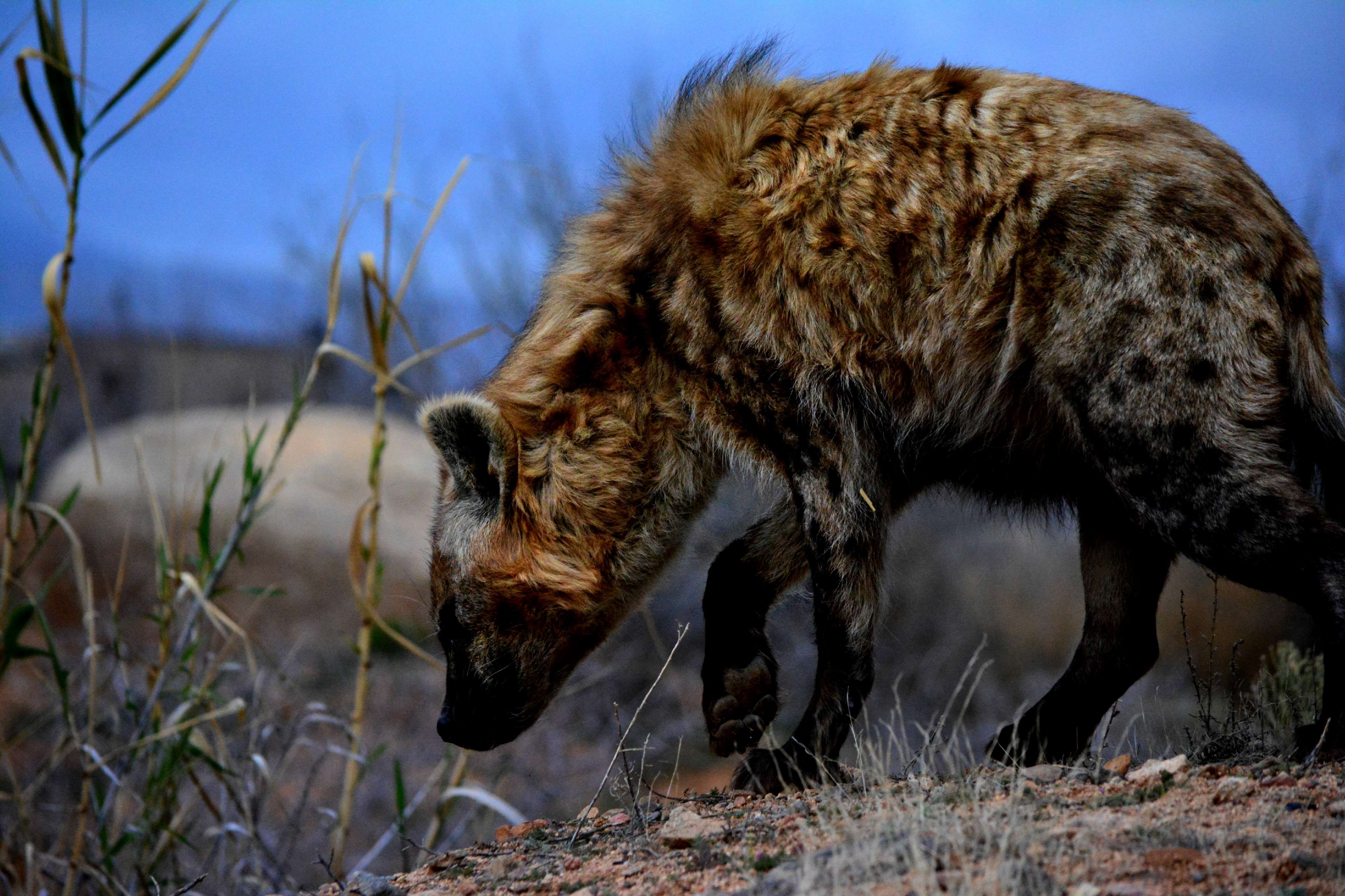Africa, Africananimals, Hyena, Hyenas, Outofafrica, - Spotted Hyena , HD Wallpaper & Backgrounds