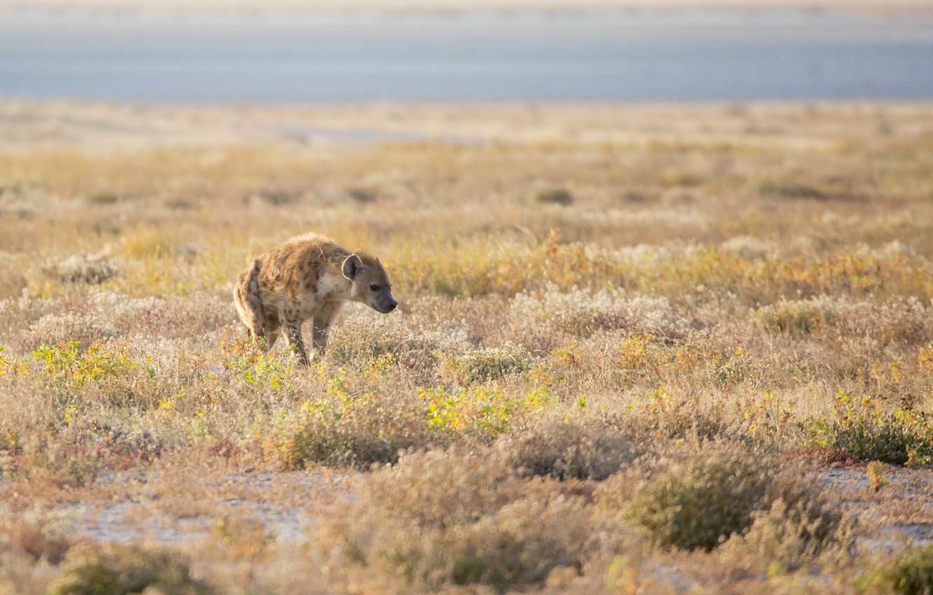Photo Wallpaper Predator, Savannah, Hyena, Africa - Spotted Hyena , HD Wallpaper & Backgrounds