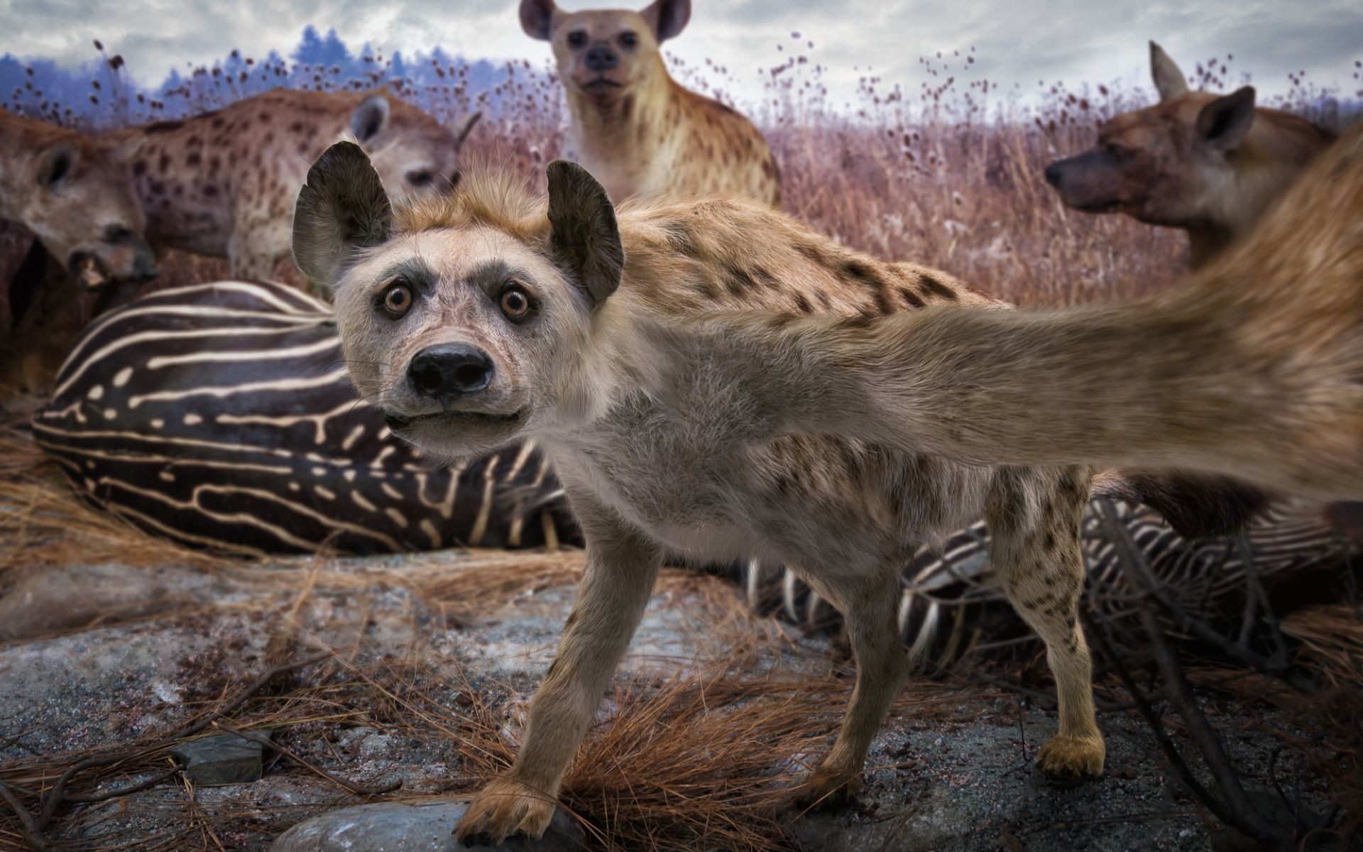 Hyena Taking A Selfie Hd Wallpaper - Spotted Hyena , HD Wallpaper & Backgrounds
