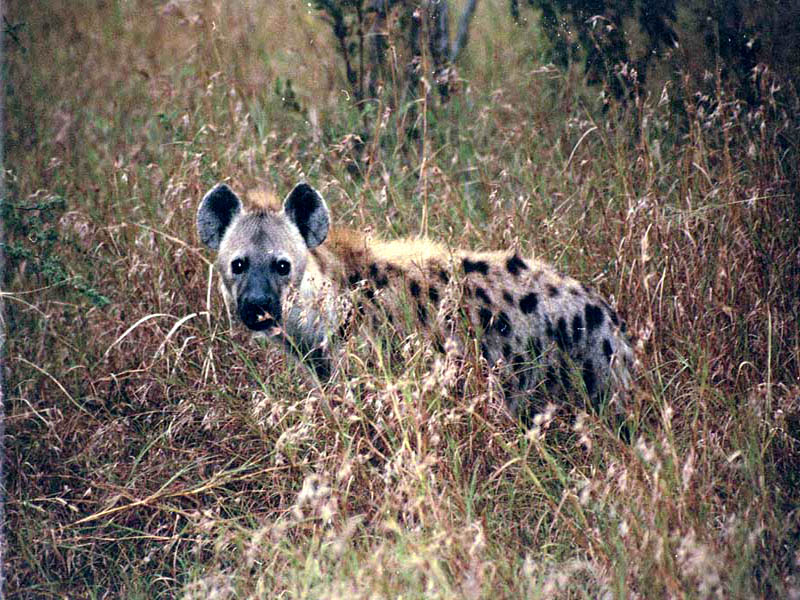 Spotted Hyena , HD Wallpaper & Backgrounds