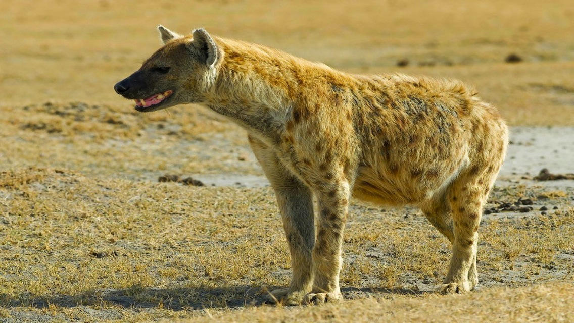 Hyena Škvrnitá , HD Wallpaper & Backgrounds