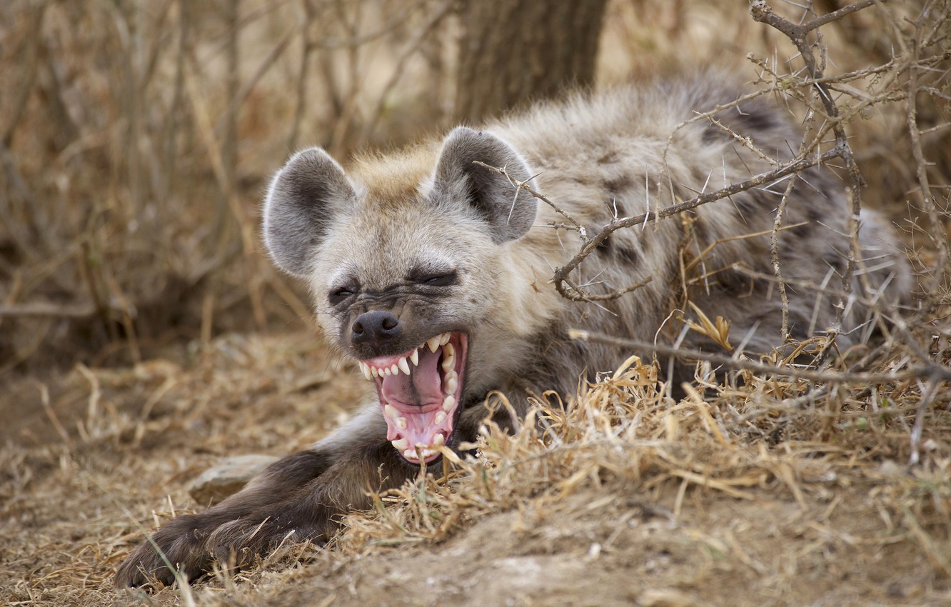 Photo Wallpaper Mouth, Hyena, Yawn - Wallpaper , HD Wallpaper & Backgrounds