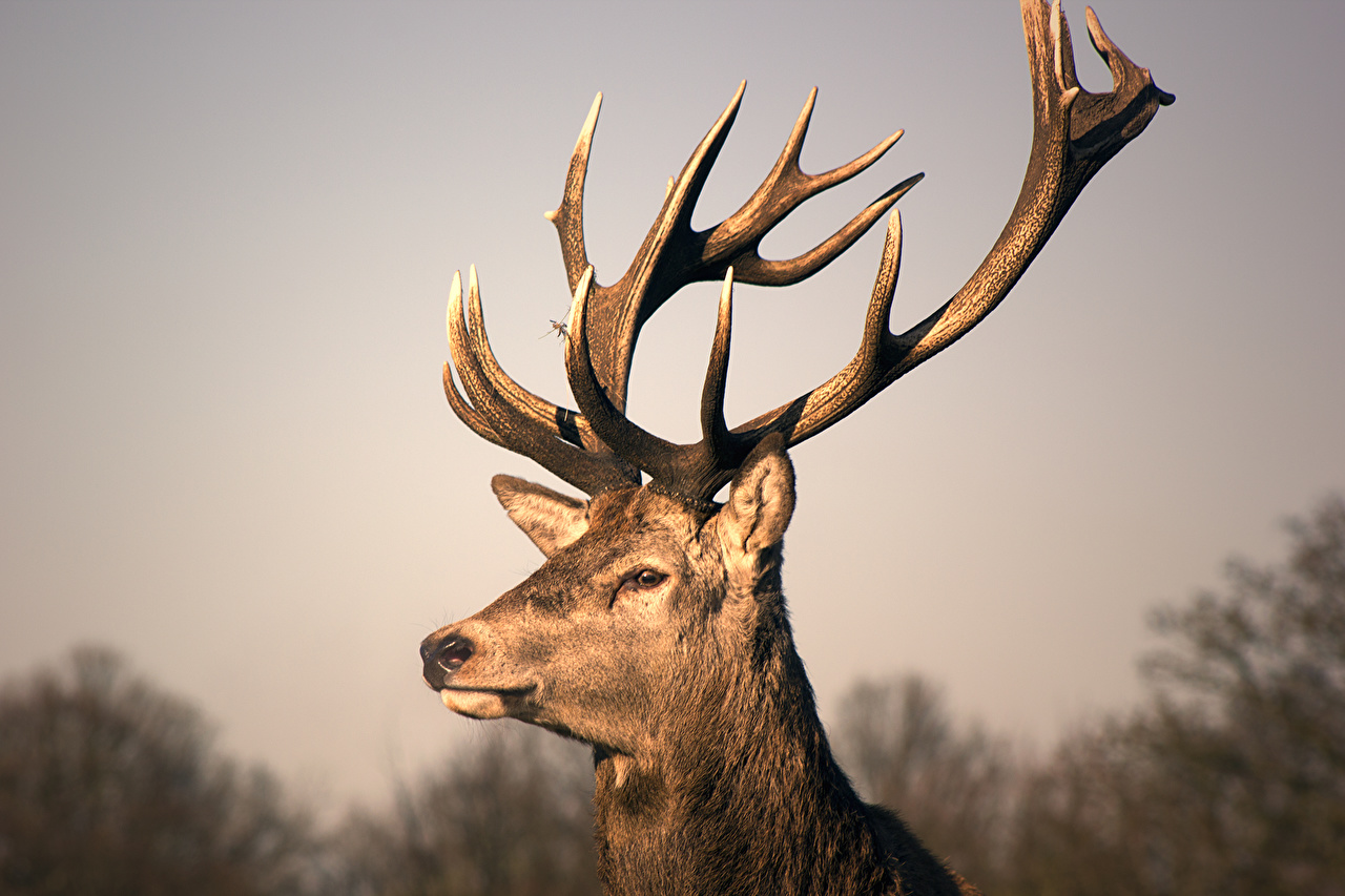 Wallpapers Deer Horns Jamie Frith Head Animals , HD Wallpaper & Backgrounds