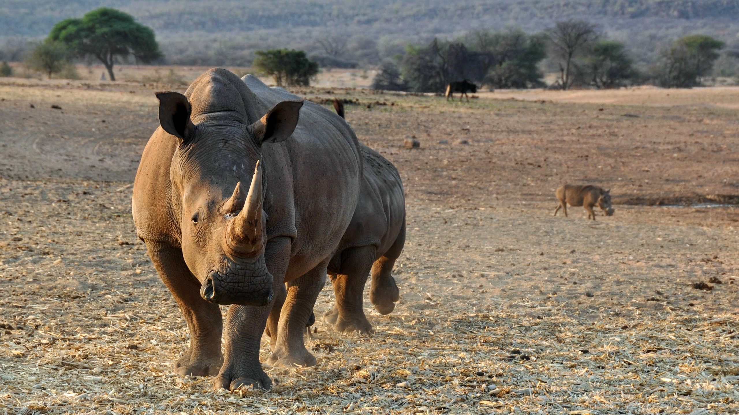 Wildlife Rhino Wallpaper 2560x1440p - Rhino , HD Wallpaper & Backgrounds
