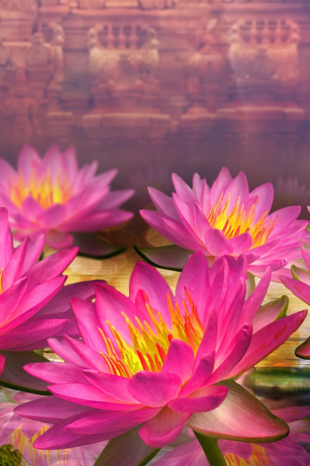 Lotus Flower Iphone , HD Wallpaper & Backgrounds
