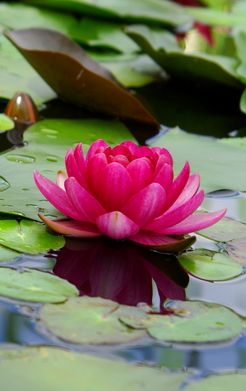 Lotus, Flower, Pink, Leaf, Lake, Wallpaper - Lotus Flower In Water , HD Wallpaper & Backgrounds
