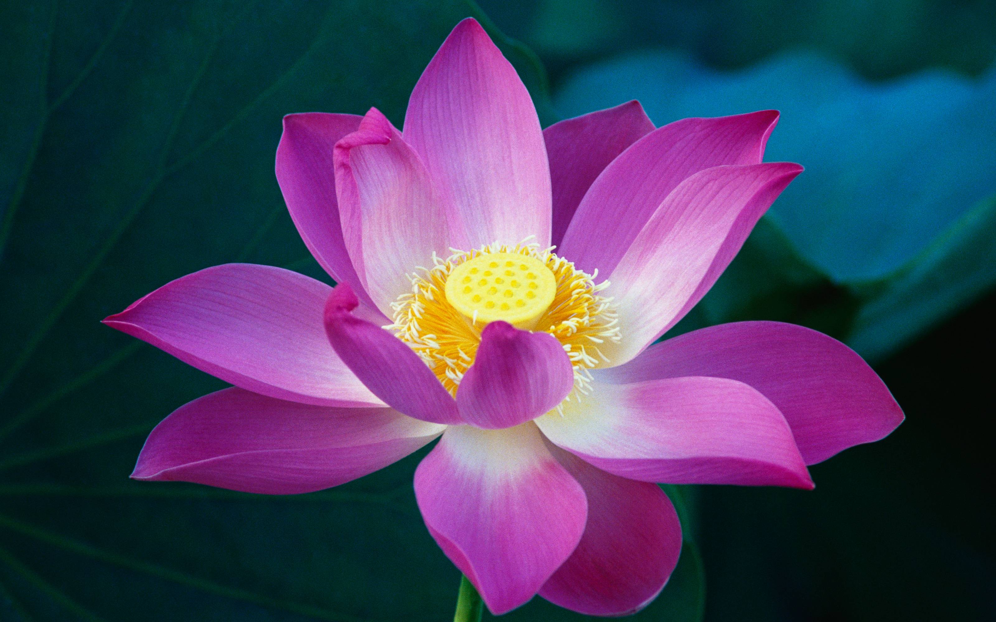 Lotus Flower High Resolution , HD Wallpaper & Backgrounds