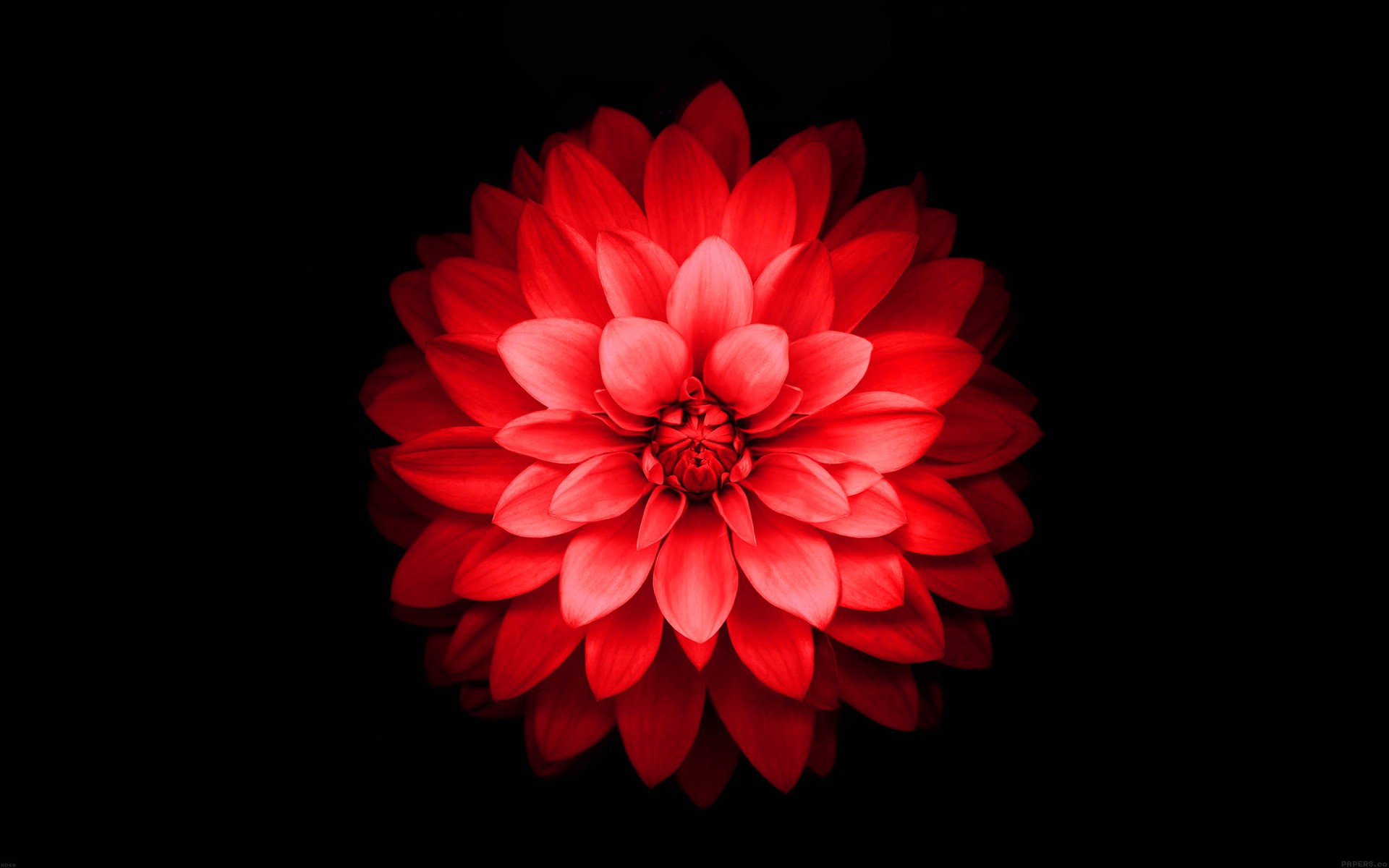 Iphone 6 Plus Red Lotus Flower Retina Wallpaper - Iphone Red Flower Wallpaper Hd , HD Wallpaper & Backgrounds