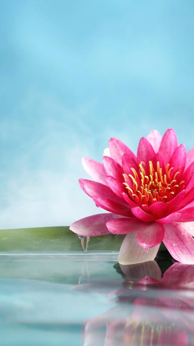 Lotus Flower Wallpaper Bamboo Water Vertical Download - Lotus Flower Wallpaper Iphone , HD Wallpaper & Backgrounds