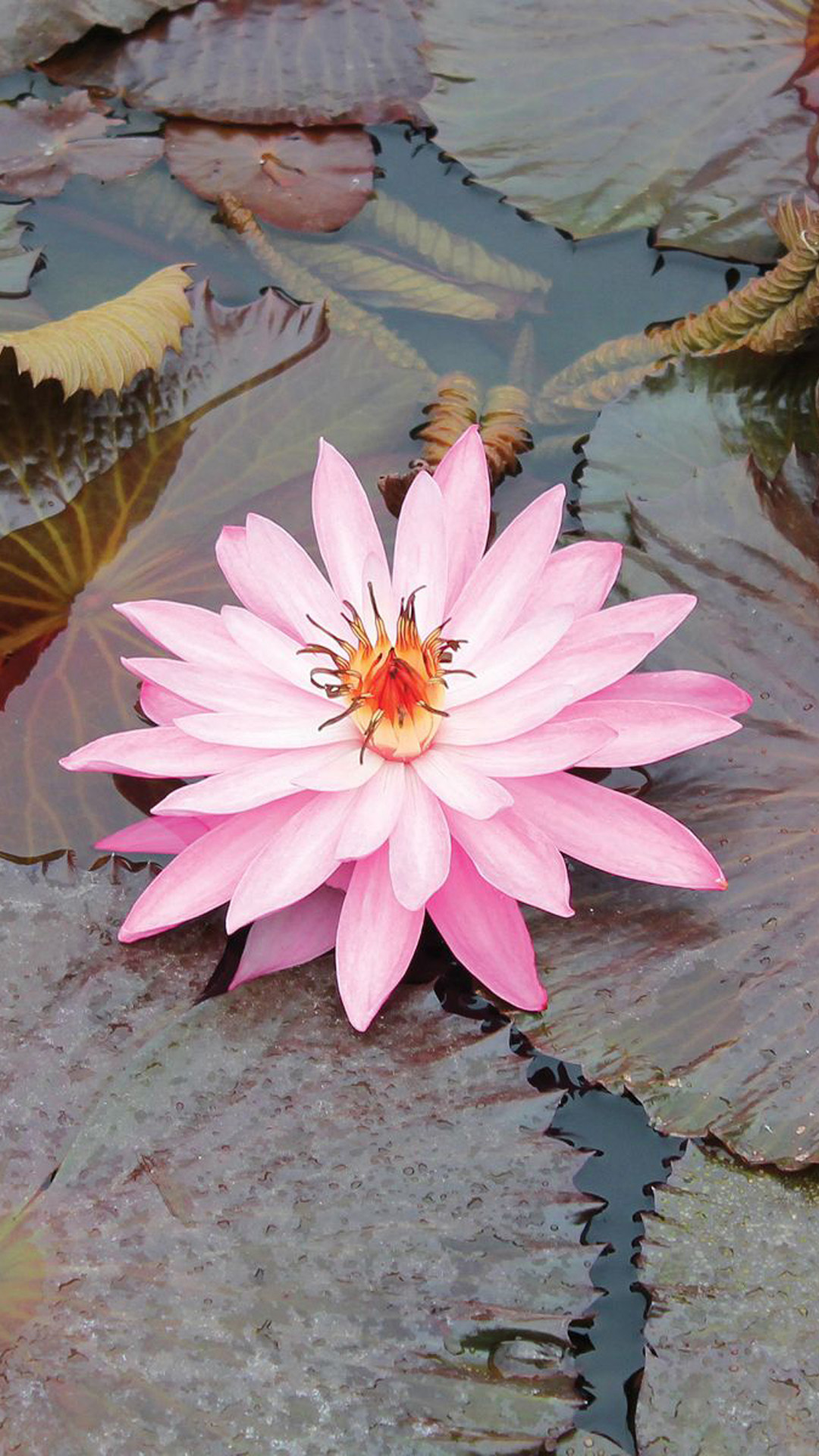 Beautiful Lotus Macro Iphone 8 Wallpaper - Iphone 6 Lotus Flower , HD Wallpaper & Backgrounds