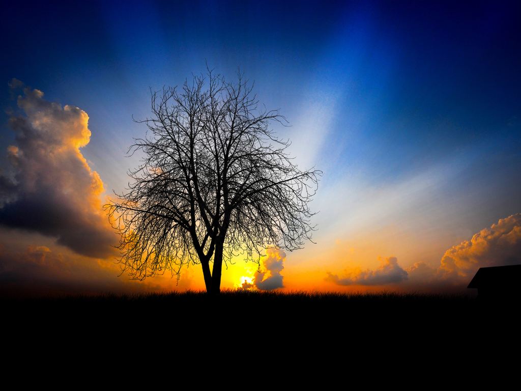 (iphone 4) (galaxy S) (galaxy S2) (galaxy S3) (galaxy - Sunrise Behind A Tree , HD Wallpaper & Backgrounds