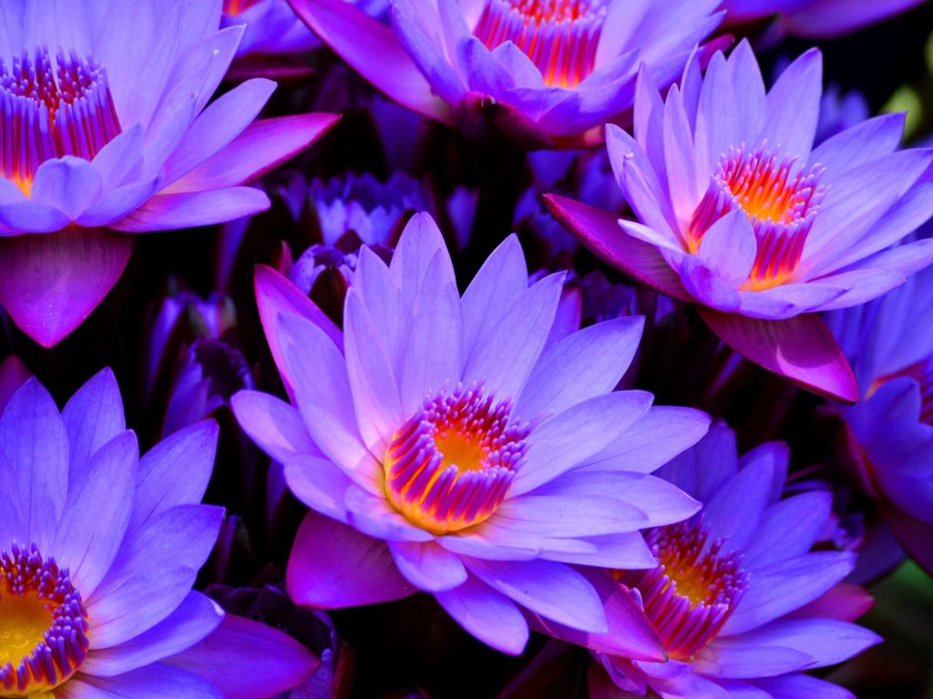 Purple Lotus Flower Wallpaper - Blue Lotus Flower Hd , HD Wallpaper & Backgrounds