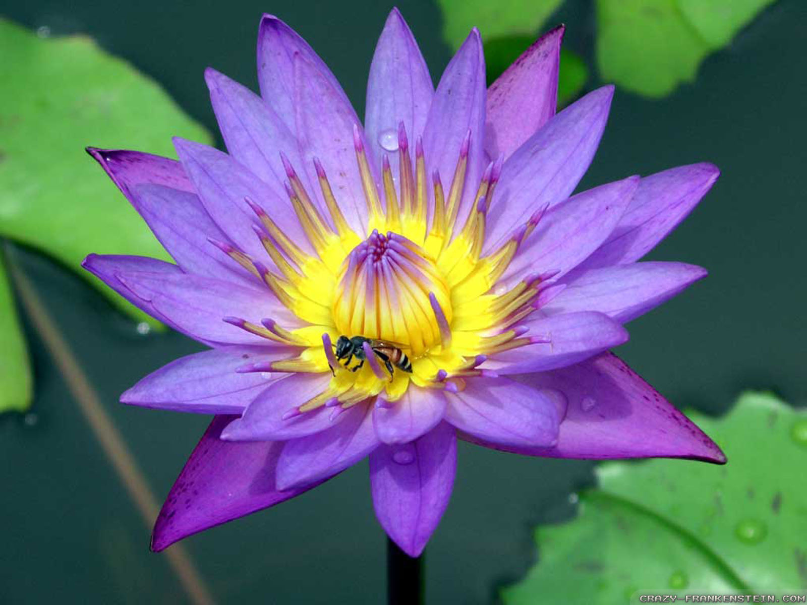 Purple Lotus Flower Wallpaper For Iphone - Beautiful Flowers Of Thailand , HD Wallpaper & Backgrounds