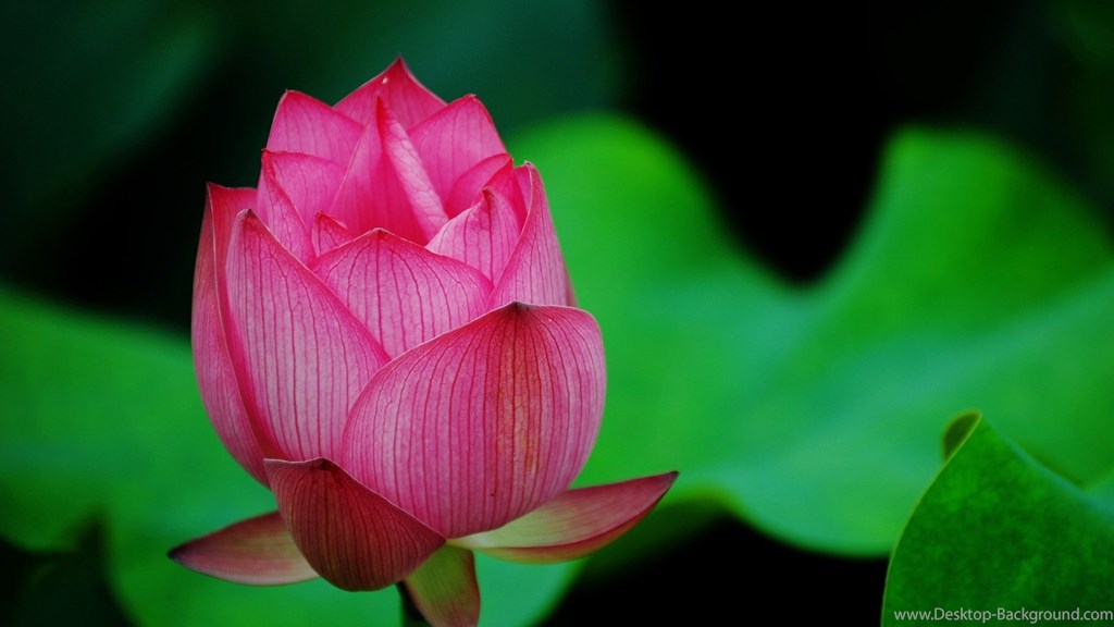 Lotus Wallpapers Hd Wallpapers 2 Wallpaper, Lotus Flower - Blooming Flower , HD Wallpaper & Backgrounds