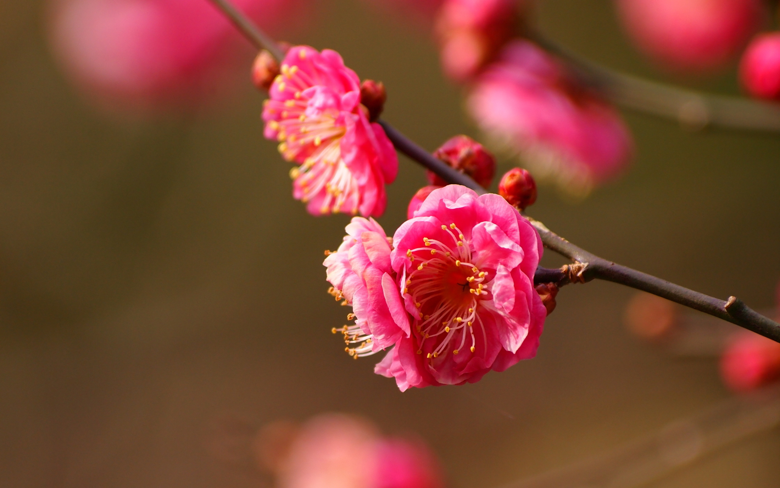 Pink Cherry Blossoms Wallpapers Pictures Photos Images - 1 De Samuel 2 1 2 , HD Wallpaper & Backgrounds