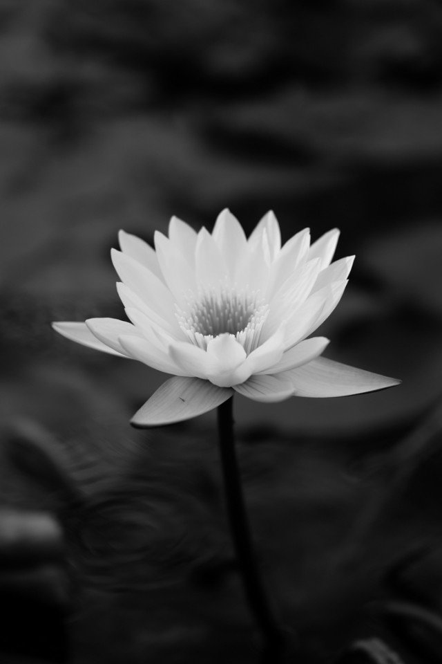 Right Click To Save Or Set As Desktop Background - Beautiful Flowers In Black And White , HD Wallpaper & Backgrounds