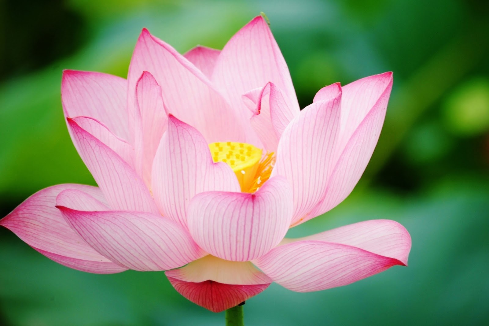 Lotus Flower Iphone Wallpaper Wallpapersafari - Lotus Flower Real Hd , HD Wallpaper & Backgrounds