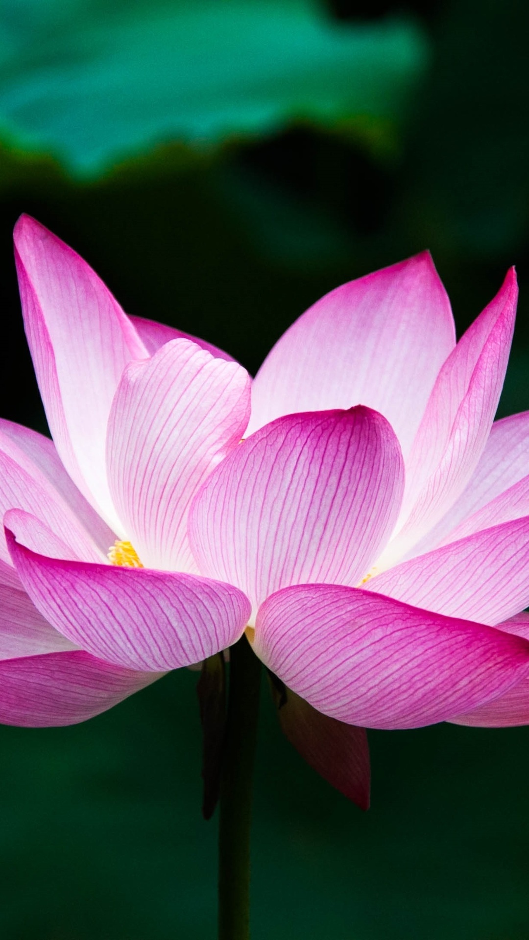 Lotus Flower 4k - Lotus Flower , HD Wallpaper & Backgrounds