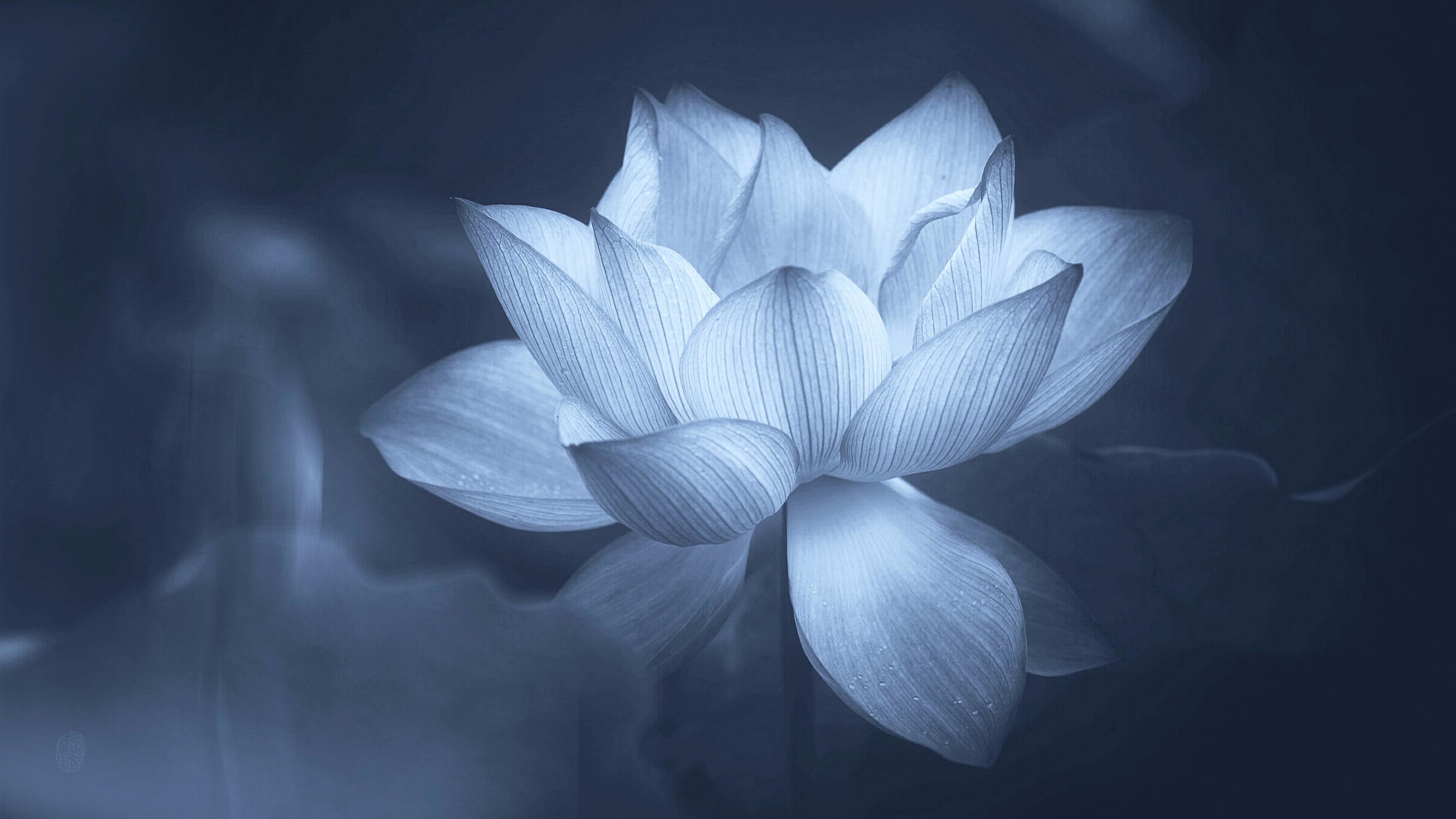 Iphone Wallpaper Lotus Flower Water Lotus Flower - Lotus , HD Wallpaper & Backgrounds