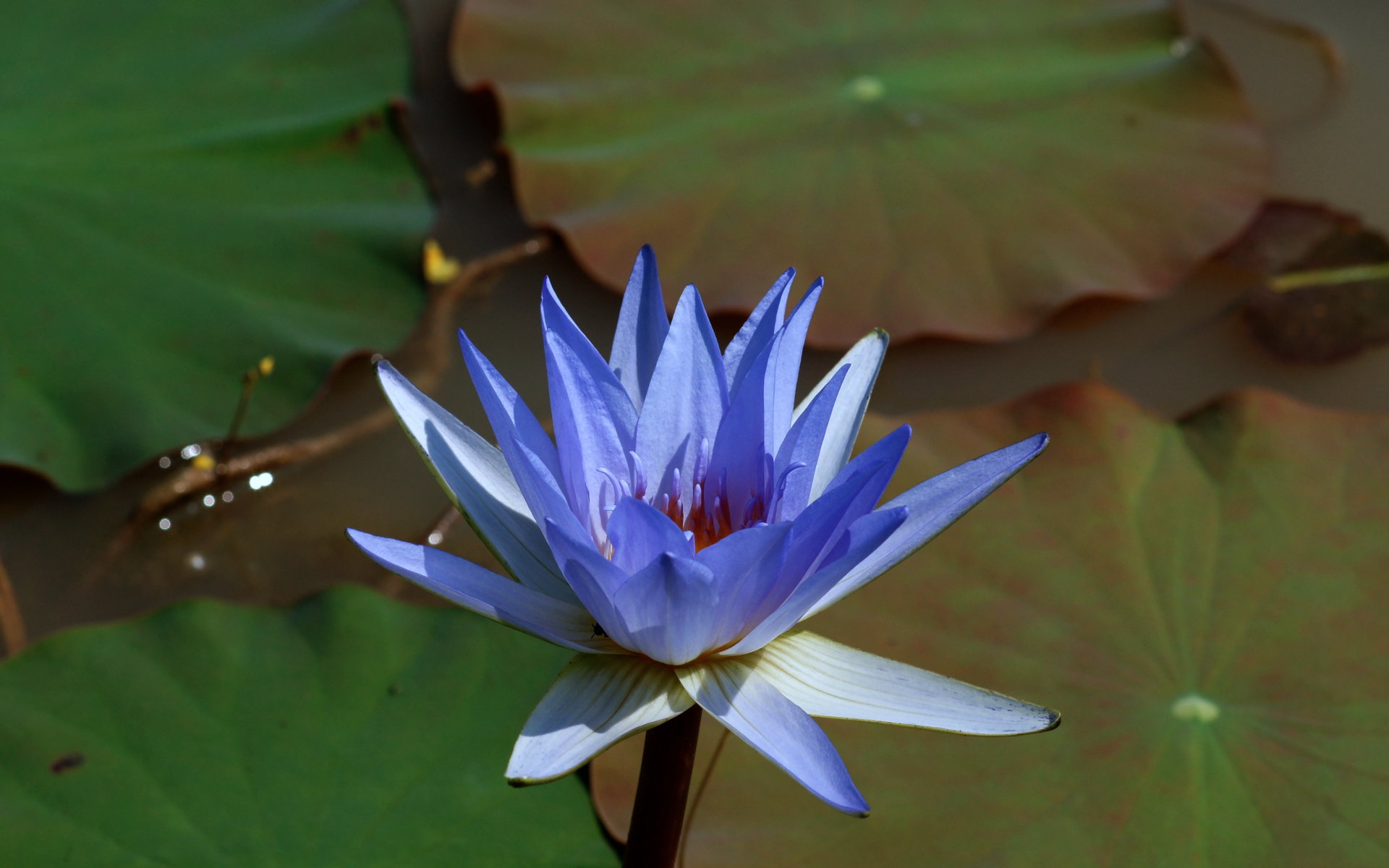 Beautiful Blue Lotus Widescreen Wallpaper - Blue Lotus Flower From Above , HD Wallpaper & Backgrounds