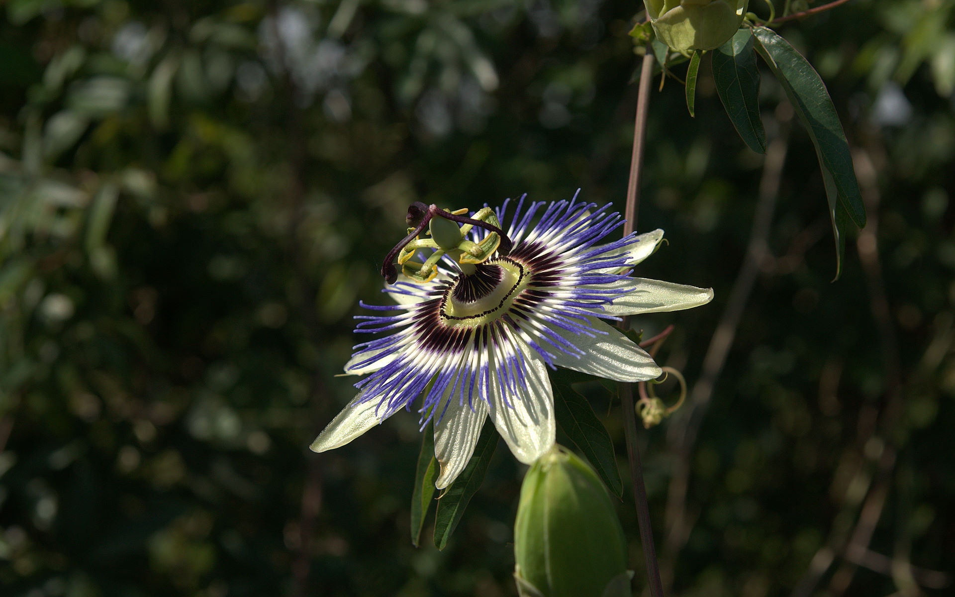 Passion Flower Wallpaper - Passionflower , HD Wallpaper & Backgrounds