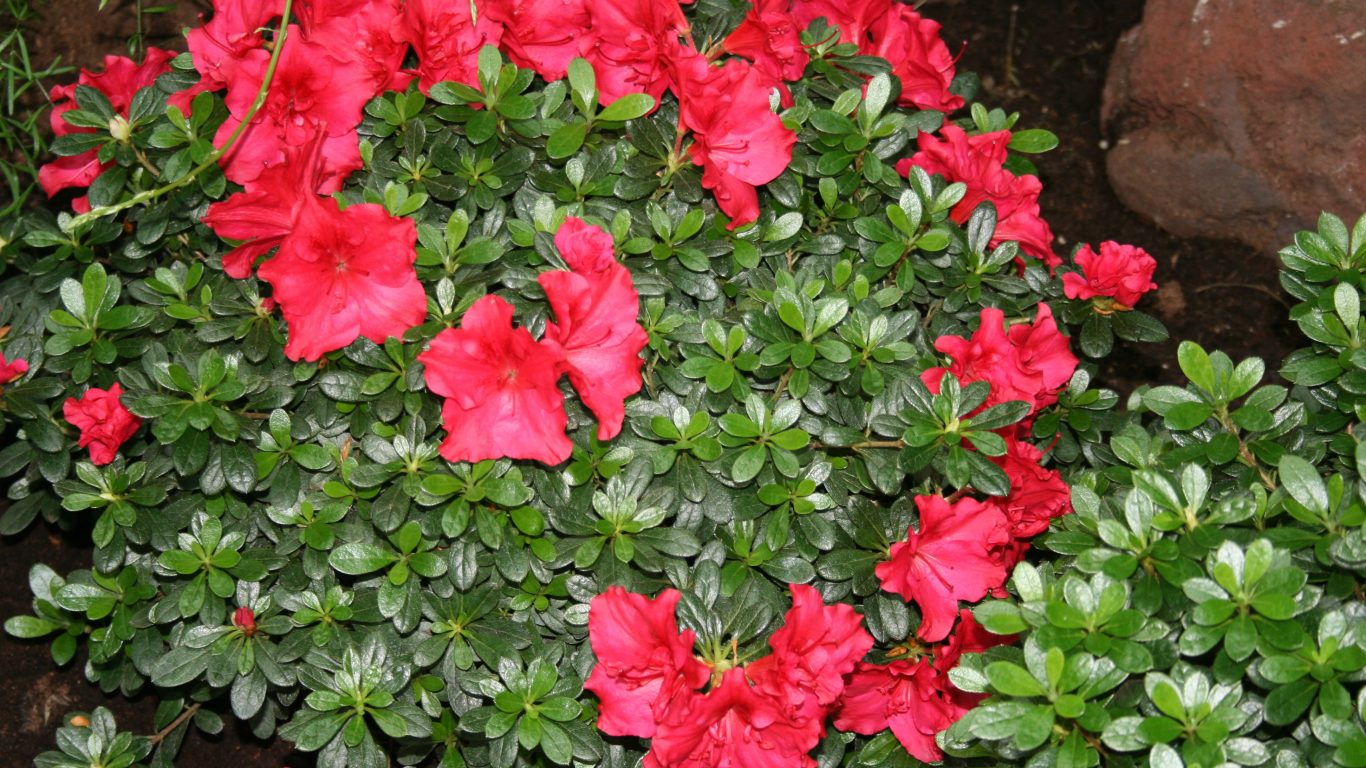 Red Garden Flowers Visit Photography Azaleas Great - Azalea , HD Wallpaper & Backgrounds